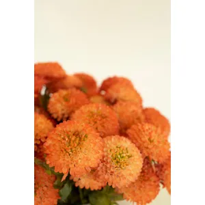 Bundle of 7 Artificial Orange Ball Dahlias 6