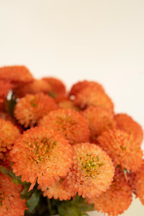 Bundle of 7 Artificial Orange Ball Dahlias