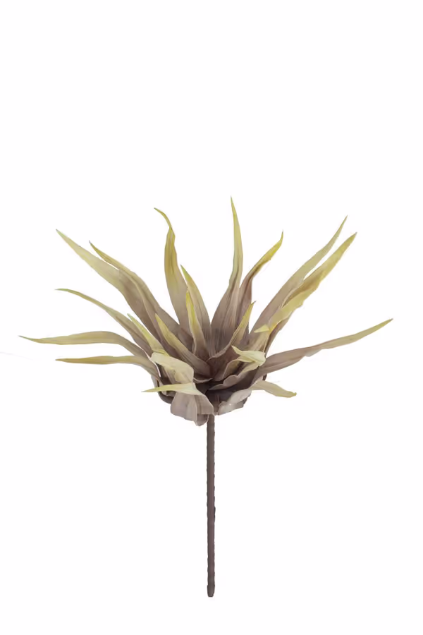 Botanica #2849