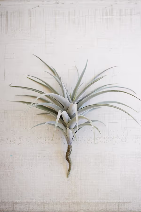 Giant Artificial Air Plant