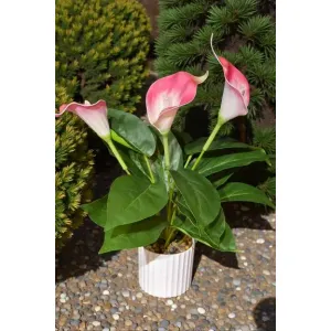 Pink Calla Lilly Pot 16in 2