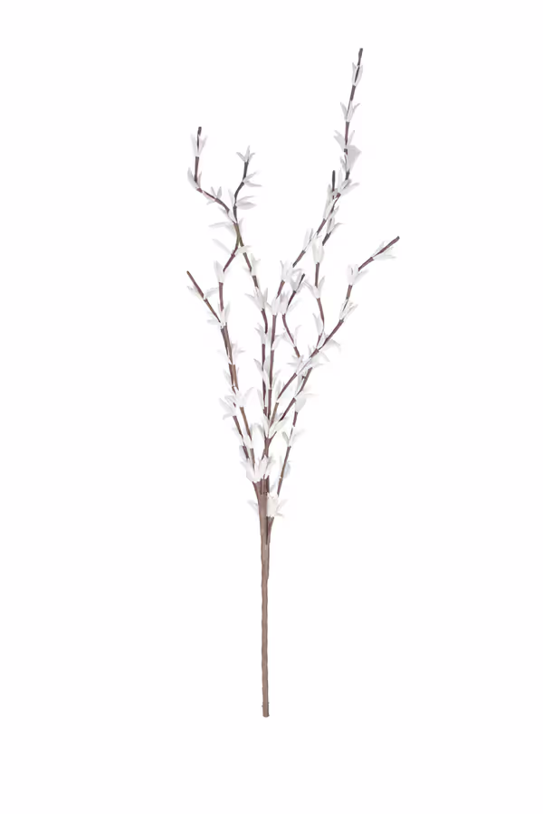 Botanica #914