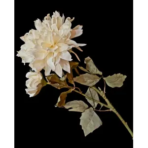 Cream Whisper Mum 24in 2