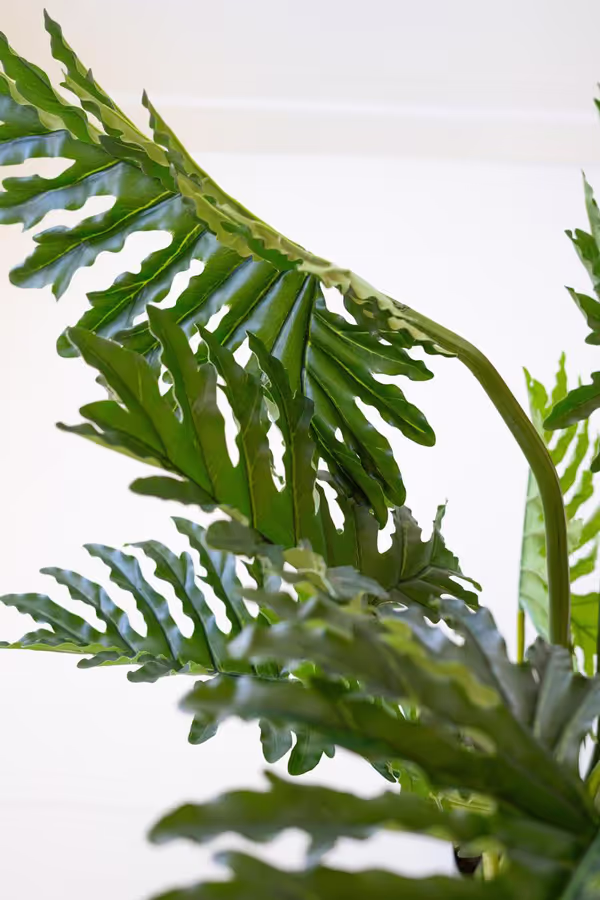 Artificial Philodendron in a Black Plastic Pot