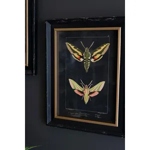 Set of 2 Framed Moth Prints Under Glass 2