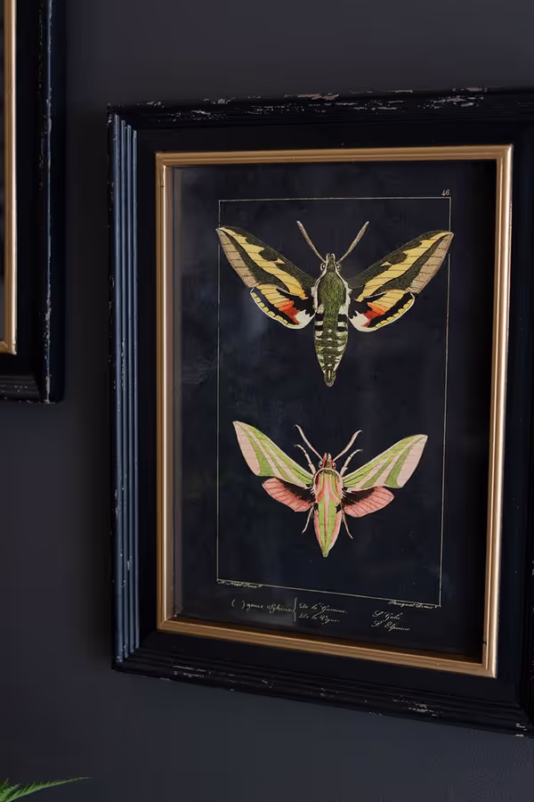 Set of 2 Framed Moth Prints Under Glass