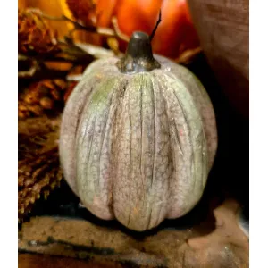 Orchard Pumpkin 3x3x4in 2