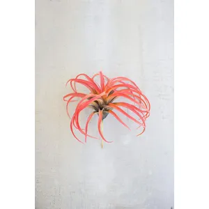 Flocking Red Air Plant 1