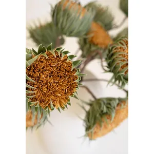 Botanica #3700 4