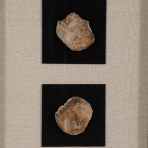 CALLAND BROWN ART 47 (IN) 6