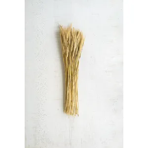 Bundle of Natural Wheat Stems 1