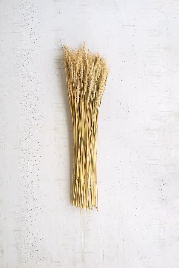 Bundle of Natural Wheat Stems