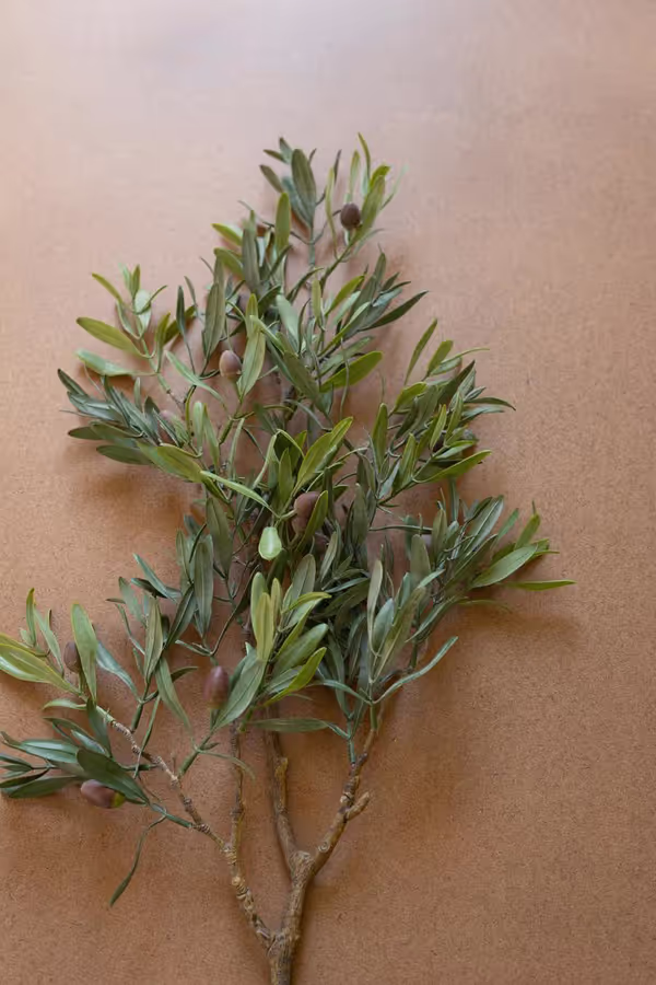 Artificial Olive Branch