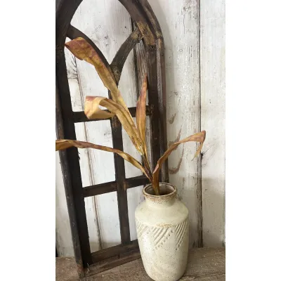 Gold Palm Grass