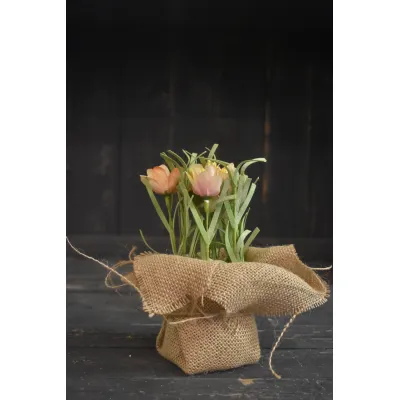Prim Rose Sitter 8in
