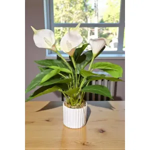 White Calla Lilly Pot 16in 2