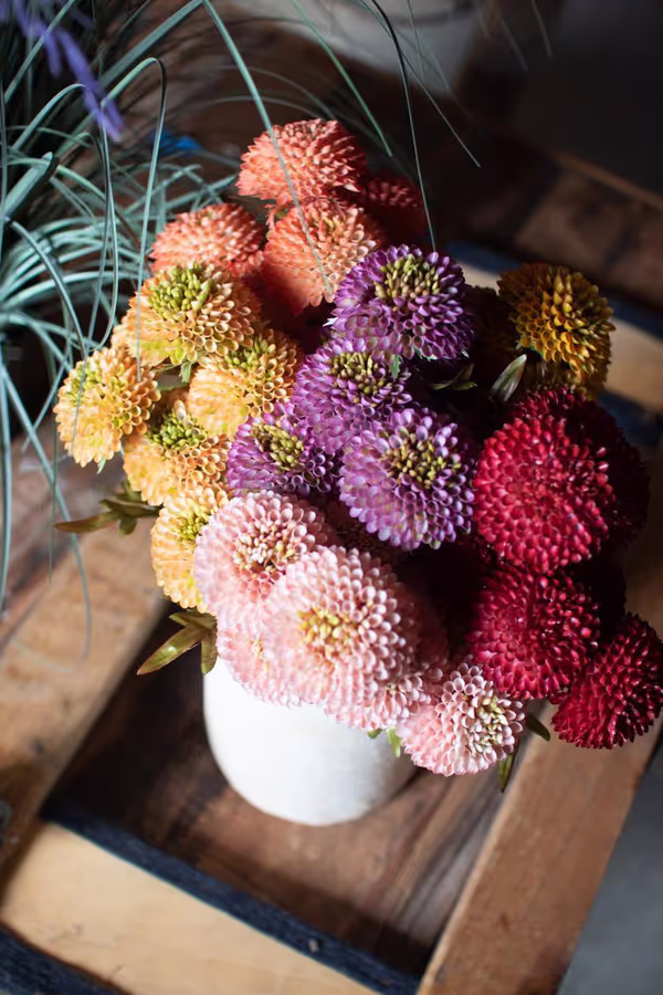 Bundle of 7 Artificial Red Ball Dahlias