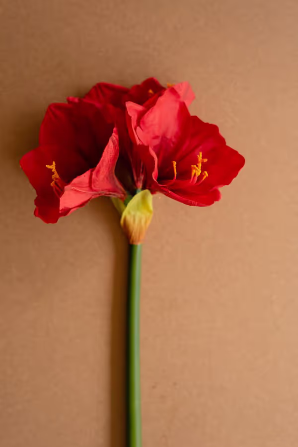Artificial Amaryllis Stem