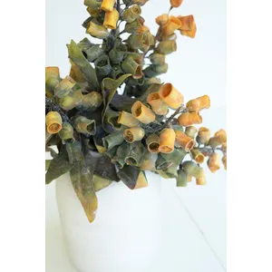 Botanica #2776 3