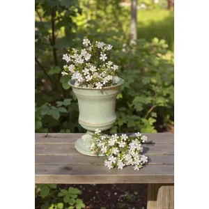 Baby Aster 14in 1