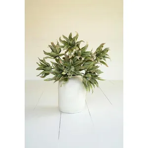 Botanica #2654 2