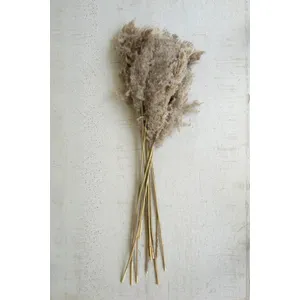 Large Bundle of Natural Pampas Grass 1