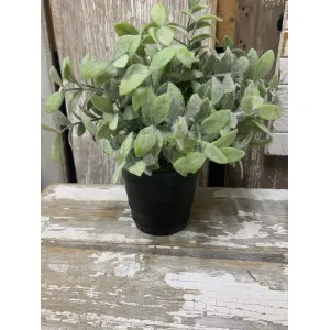 Thyme Pot 11in 2