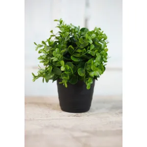 Eucalyptus Pot 9in 1