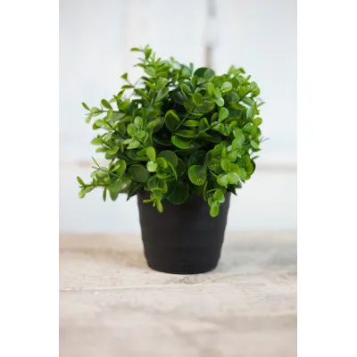 Eucalyptus Pot 9in