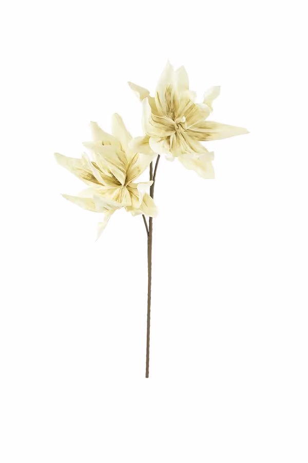 Botanica #2446