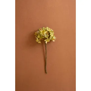 Botanica #2906 1