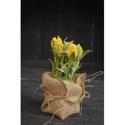 Yellow Globe Thistle Sitter 8in