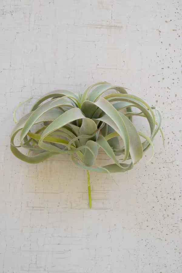 Extra Large Tillandsia Plant