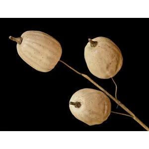 Tall White Pumpkin Stem 2