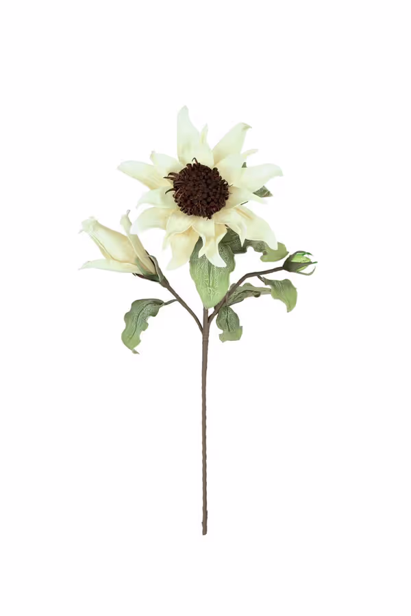 Botanica #2797
