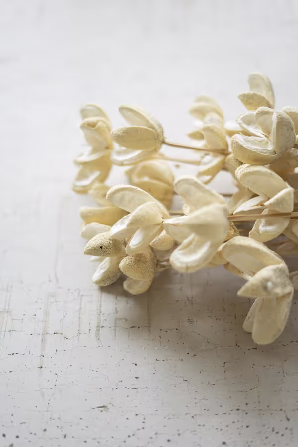 Bundle of 24 Bleached Bullet Flowers on Stems