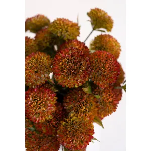 Bundle of 7 Artificial Auburn Ball Dahlias 4