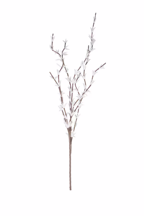 Botanica #914