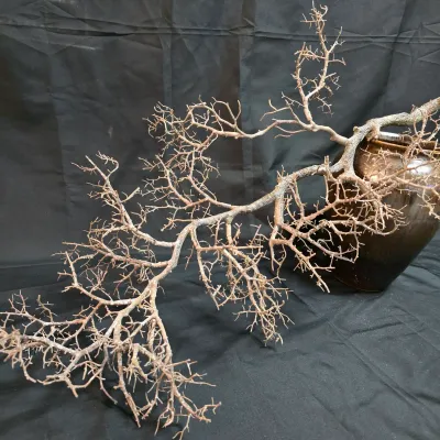 Dried Sea Coral Branch