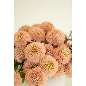 Bundle of 7 Artificial Light Pink Ball Dahlias 8