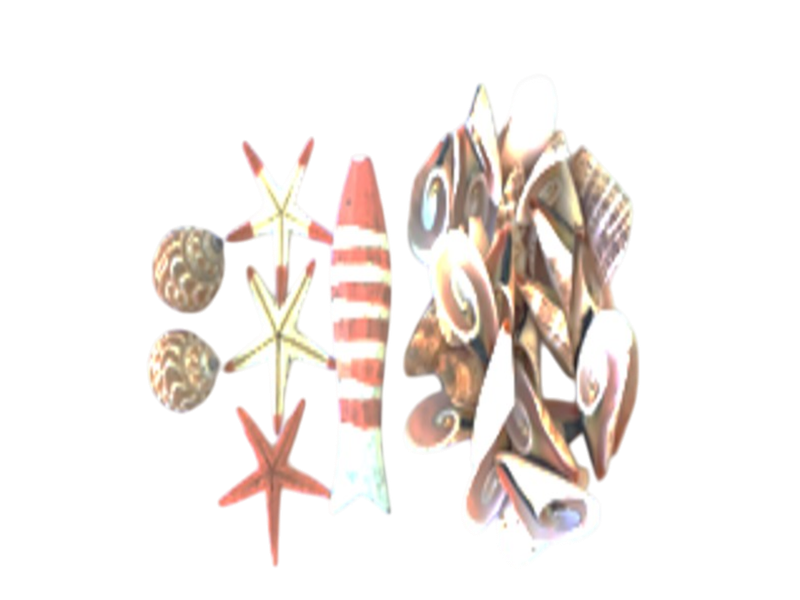 ASTD SHLL/STRFISH/RED FISH 2
