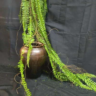 Fern Garland
