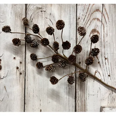 Pinecone Spray