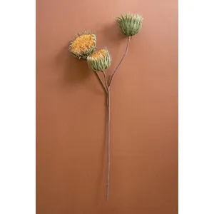 Botanica #3700 1