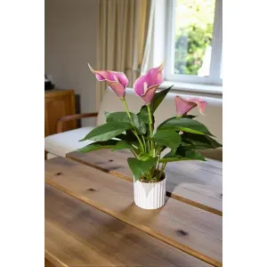 Purple Calla Lilly Pot 16in 1