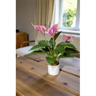 Purple Calla Lilly Pot 16in