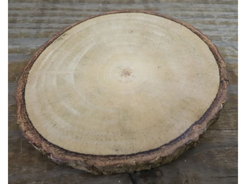 12" Natural Wood Slice 1