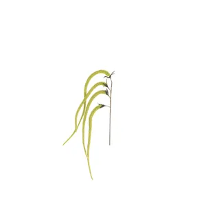 botanica #9029 2