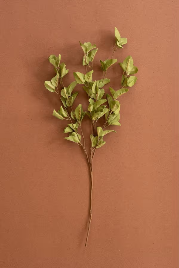 botanica #9035