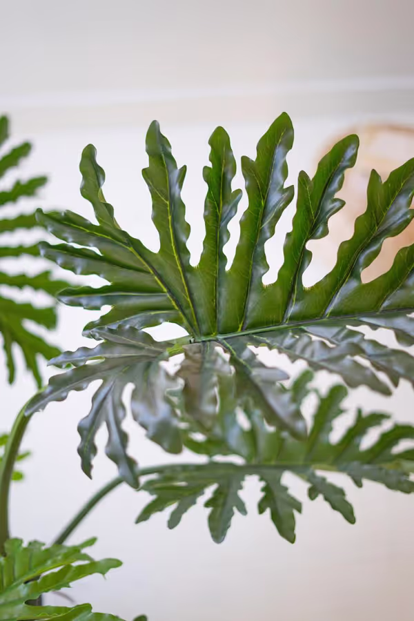Artificial Philodendron in a Black Plastic Pot